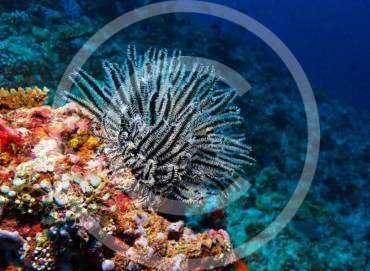 Amazing Caribbean Underwater Photoshoot
