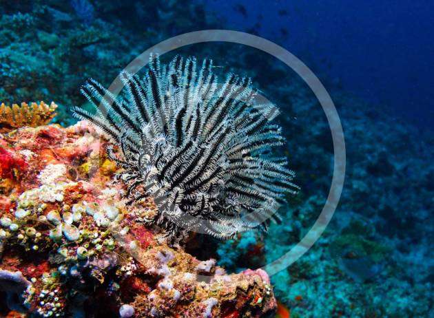 Amazing Caribbean Underwater Photoshoot