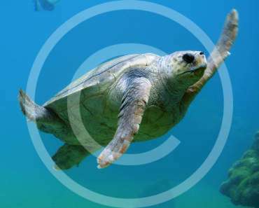 Get Rid of Stress and Emotional Crisis while Diving