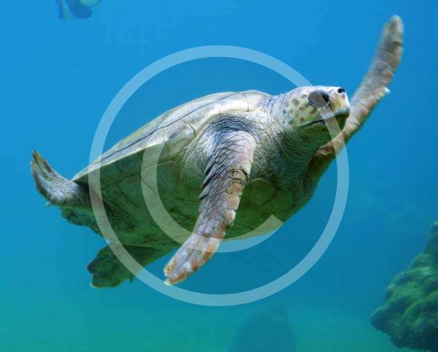 Get Rid of Stress and Emotional Crisis while Diving